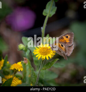 Prato farfalla marrone (Maniola jurtina) alimentazione su un comune (Fleabane Pulicaria dysenterica) fioritura vicino a Southampton serbatoio nel Sussex Foto Stock