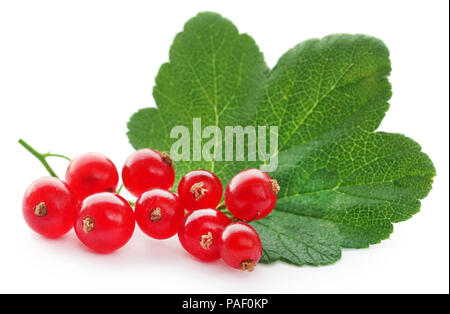 Freschi ribes rosso su sfondo bianco Foto Stock