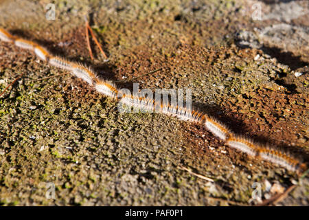 Processione di Caterpillar Pine Processionary, Thaumetopoea pityocampa o Thaumetopoea pinivora Foto Stock