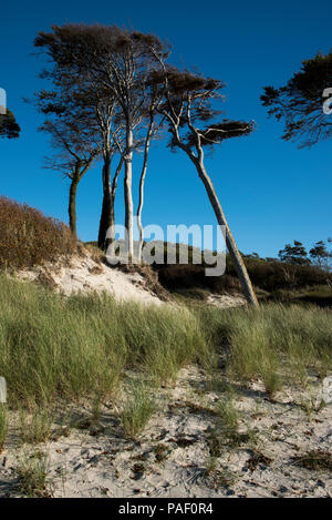 Ci viene naturale della spiaggia di sabbia che si affaccia sul Mar Baltico sulla costa occidentale della penisola di Darß, nel nord-est della Germania sostenuta da una foresta oldgrown. Foto Stock