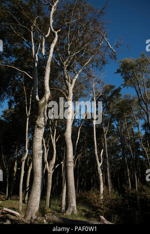 Il bosco di faggio appena dietro la costa ovest della penisola di Darß, nel nord-est della Germania è parte di Pomerania Occidentale Area Laguna Parco Nazionale. Foto Stock