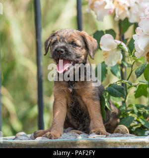 Border terrier Foto Stock