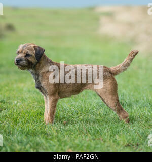 Border terrier Foto Stock