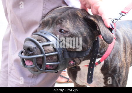 Anti BSL protesta in Westminster, Londra Foto Stock