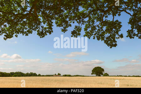 Vista da sotto una vecchia quercia guardando attraverso un campo di avena durante l'ondata di caldo in una luminosa mattina d'estate, Beverley, Yorkshire, Regno Unito. Foto Stock