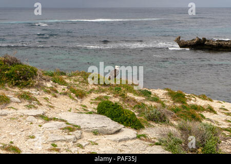 Il falco pescatore, appollaiato vicino orientale nido Osprey, Rotnest Isola, Perth, Australia Foto Stock