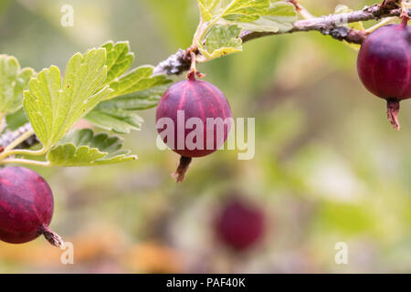 Uva Spina boccola con maturi uva spina - la profondità di campo Foto Stock