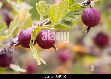 Uva Spina boccola con maturi uva spina - la profondità di campo Foto Stock