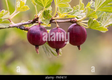 Uva Spina boccola con maturi uva spina - la profondità di campo Foto Stock