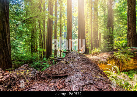 Caduto albero di sequoia in California del Nord Forest, immagine a colori Foto Stock