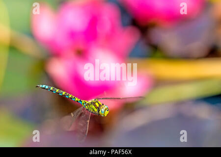 Libellula imperatore durante un volo su un laghetto con ninfee Foto Stock
