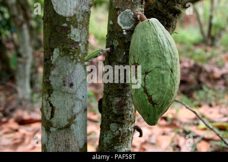 Fava di cacao su una struttura ad albero Kakum National Park, vicino a Cape Coast, in Ghana Foto Stock