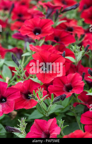 La Petunia F1 maremoto "in velluto rosso. Foto Stock