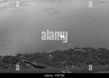 Cigno sul fiume Ayr, in bianco e nero Foto Stock