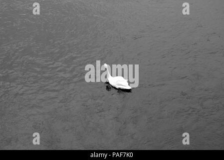 Cigno sul fiume Ayr, in bianco e nero Foto Stock