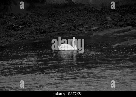 Cigno sul fiume Ayr, in bianco e nero Foto Stock