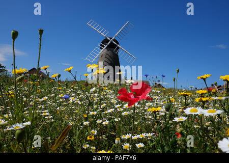 Fiori a Whitburn windmill, Sunderland, come il clima caldo continua. Foto Stock