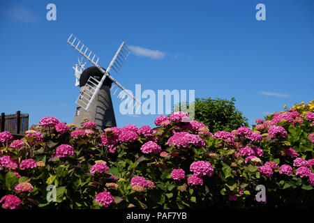 Fiori a Whitburn windmill, Sunderland, come il clima caldo continua. Foto Stock