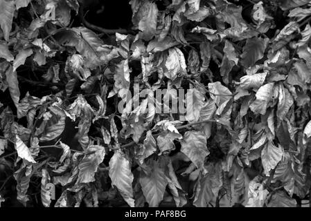 Appassiti siepe di faggio, in bianco e nero Foto Stock