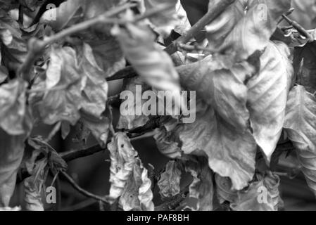 Appassiti siepe di faggio, in bianco e nero Foto Stock