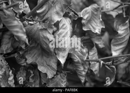 Appassiti siepe di faggio, in bianco e nero Foto Stock