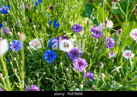 Un grande Bumble Bee raccoglie il nettare da un fiordaliso bianco in un giardino pieno di diversi fiori colorati e in tal modo li pollinates Foto Stock