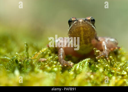 Rana iberica (Rana iberica) leggy rana Foto Stock