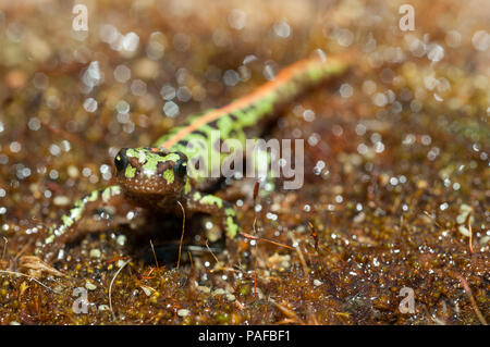 In marmo pigmeo newt (Triturus pygmaeus), anfibi Foto Stock
