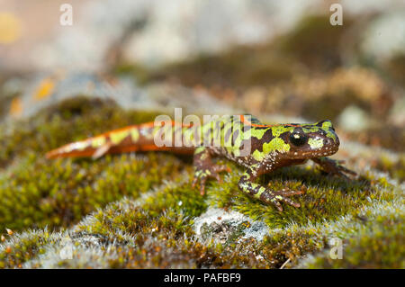 In marmo pigmeo newt (Triturus pygmaeus), anfibi Foto Stock