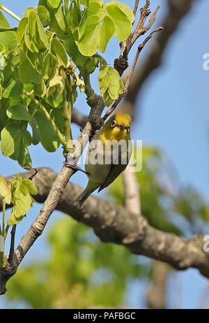 Bianco giapponese-eye (Zosterops japonicus) adulto appollaiato su un ramo Jinshan, Taiwan Aprile Foto Stock