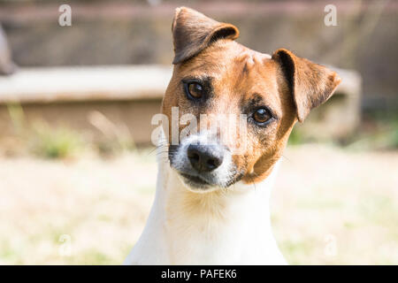 Colpo di testa di un Jack Russell Foto Stock