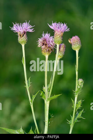 Creeping Thistle - Cirsium arvense fiori e foglie superiori Foto Stock