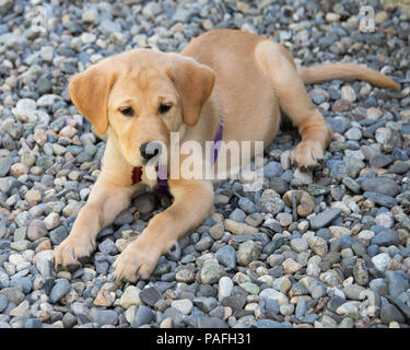 Un giallo Labrador Retriever cucciolo mix giacente sulla roccia di fiume pietre. Foto Stock