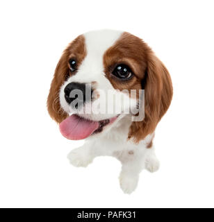 Closeup ritratto verticale riproduttori di razza cane, cucciolo Cavalier King Charles Spaniel, su sfondo bianco, isolato Foto Stock