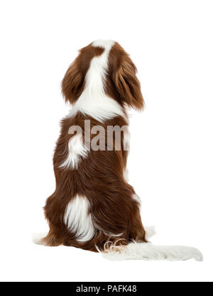 Riproduttori di razza cane, cucciolo Cavalier King Charles Spaniel, sedersi dopo aver girato un retro, su sfondo bianco, isolato Foto Stock