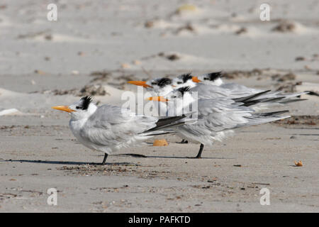 Royal Tern, Febbraio 13th, 2008 at Bon Secour National Wildlife Refuge in Alabama, Stati Uniti d'America. Foto Stock