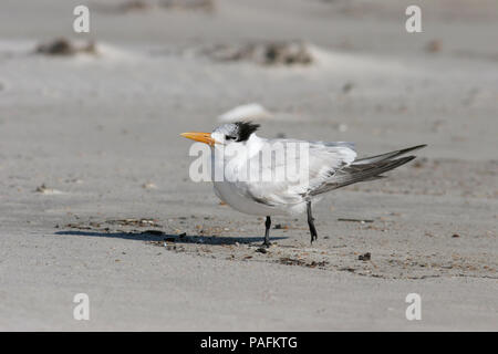 Royal Tern, Febbraio 13th, 2008 at Bon Secour National Wildlife Refuge in Alabama, Stati Uniti d'America. Foto Stock