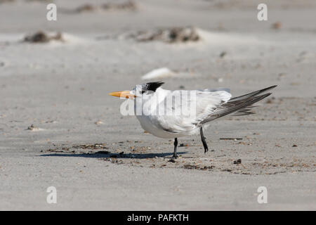 Royal Tern, Febbraio 13th, 2008 at Bon Secour National Wildlife Refuge in Alabama, Stati Uniti d'America. Foto Stock