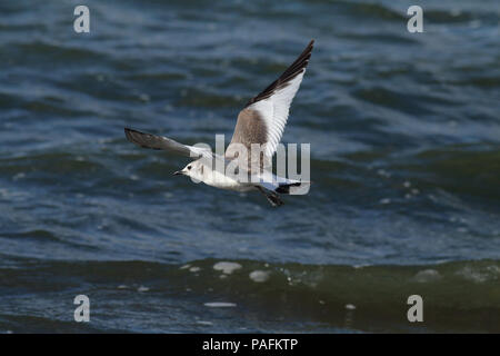 Sabine Gull Ottobre 5th, 2014 Lago di parete, Minnehaha County, South Dakota Canon 70D, 400 5.6L Foto Stock