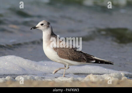 Sabine Gull Ottobre 5th, 2014 Lago di parete, Minnehaha County, South Dakota Canon 70D, 400 5.6L Foto Stock