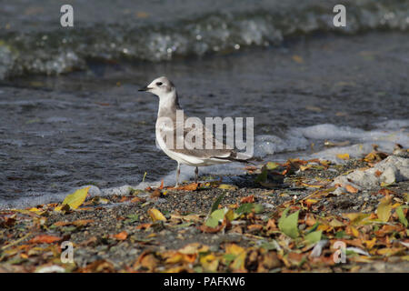 Sabine Gull Ottobre 5th, 2014 Lago di parete, Minnehaha County, South Dakota Canon 70D, 400 5.6L Foto Stock