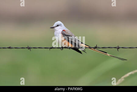 Forbice-tailed Flycatcher Ottobre 18th, 2008 vicino a Brookings, South Dakota Canon 40D, 400 5.6L Foto Stock