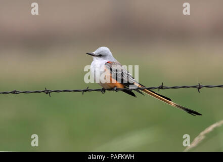 Forbice-tailed Flycatcher Ottobre 18th, 2008 vicino a Brookings, South Dakota Canon 40D, 400 5.6L Foto Stock