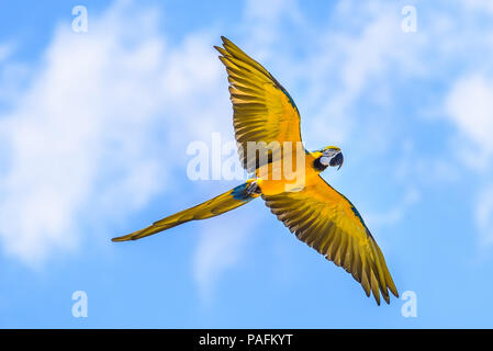 Un blu e oro o blu e giallo Macaw ( Ara Ararauna) fotografato in volo contro un bel cielo azzurro con soffici nuvole Foto Stock