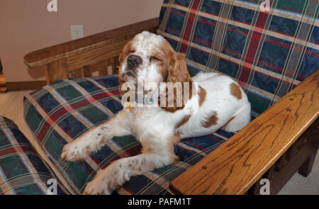 American Cocker Spaniel seduto sulla sua poltrona preferita Foto Stock