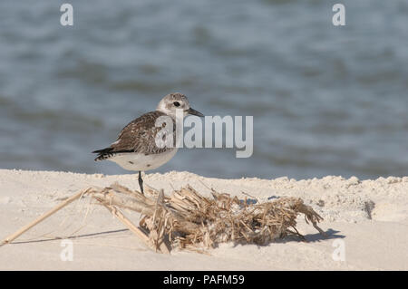 Rospo Plover - Inverno piumaggio Febbraio 13th, 2008 Bon Secour National Wildlife Refuge, Alabama Foto Stock