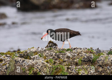 Black Oystercatcher giugno 8th, 2009 Haystack Rock, Cannon Beach, Oregon Canon 50D, 400 5.6L Foto Stock