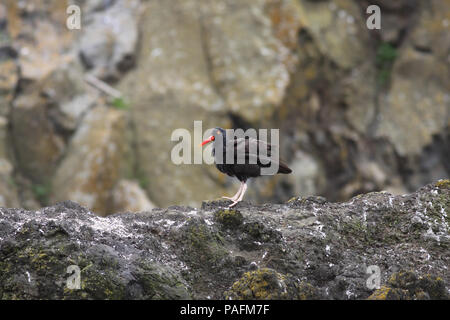 Black Oystercatcher Giugno 26th, 2011 Cannon Beach, Oregon Canon 50D, 400 5.6L Foto Stock