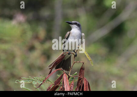 Grigio Kingbird Giugno 10th, 2015 San Giovanni Isola, U.S. Isole Vergini Canon 70D, 400 5.6L Foto Stock