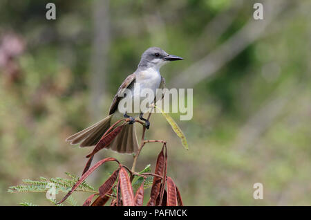 Grigio Kingbird Giugno 10th, 2015 San Giovanni Isola, U.S. Isole Vergini Canon 70D, 400 5.6L Foto Stock